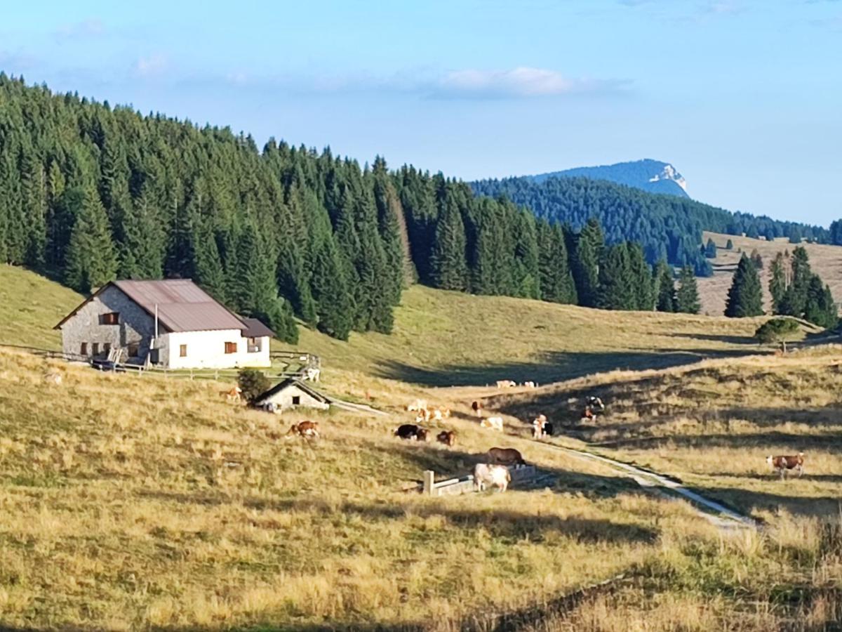 Il Riccio Del Castagno Leilighet Novaledo Eksteriør bilde